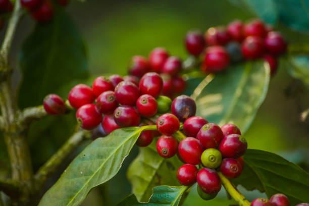 Close Up Of Coffee Cherries Close Up Of Coffee Cherries coffee crop photos stock pictures, royalty-free photos & images