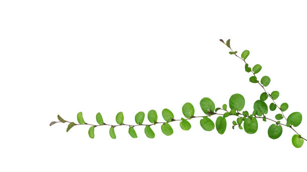 небольшие круглые листья земли покрытия ползучего растения, roundleaf bindweed (evolvulus nummularius) изолированы на белом фоне, отсечение путь включены. - вьющееся растение фотографии стоковые фото и изображения