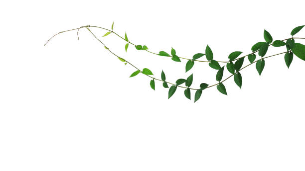 하트 모양의 녹색 잎 야생 덩굴 등나무 식물 흰색 배경, 클리핑 경로 포함에 고립 된 등반. - 덩굴손 뉴스 사진 이미지