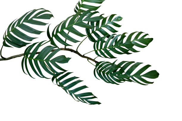 verde oscuro hojas de monstera planta filodendro crece en salvaje, la planta de bosque tropical perenne vid aislados sobre fondo blanco, trazado de recorte incluido. - wild vine fotografías e imágenes de stock