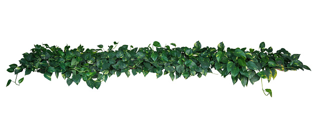 Heart-shaped green yellow variegated leaves of devil's ivy or golden pothos (Epipremnum aureum), tropical plant vines bush isolated on white background, clipping path included.