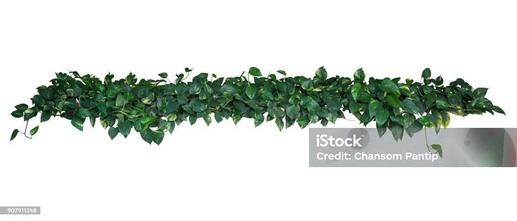 Heart-shaped green yellow variegated leaves of devil's ivy or golden pothos (Epipremnum aureum), tropical plant vines bush isolated on white background, clipping path included. Border - Frame Stock Photo