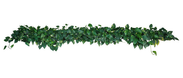Heart-shaped green yellow variegated leaves of devil's ivy or golden pothos (Epipremnum aureum), tropical plant vines bush isolated on white background, clipping path included. Heart-shaped green yellow variegated leaves of devil's ivy or golden pothos (Epipremnum aureum), tropical plant vines bush isolated on white background, clipping path included. liana stock pictures, royalty-free photos & images