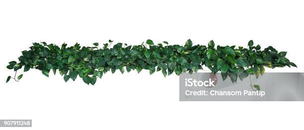 Heartshaped Green Yellow Variegated Leaves Of Devils Ivy Or Golden Pothos Tropical Plant Vines Bush Isolated On White Background Clipping Path Included Stock Photo - Download Image Now