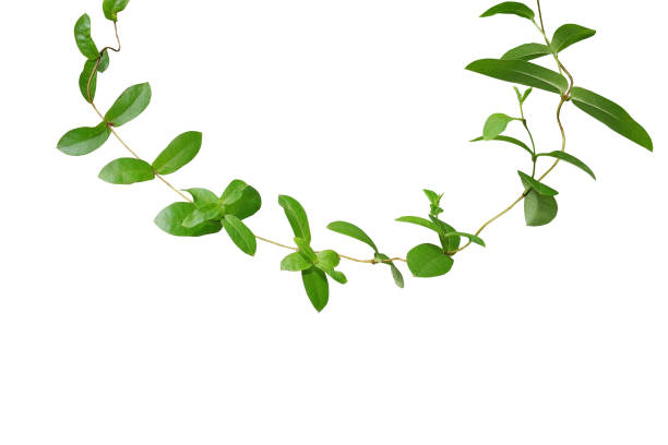 hoja verde tropical la vid planta trepadora aislado sobre fondo blanco, trazado de recorte incluido. - ivy wall green vine fotografías e imágenes de stock