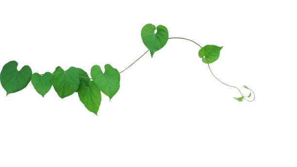 istock Heart-shaped green leaf climbing vine plant, Cowslip creeper (Telosma cordata) isolated on white background, clipping path included. 907911264
