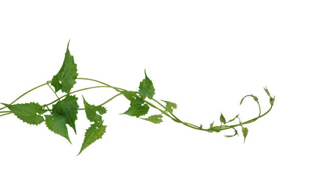 foglie verdi arrampicata selvaggia vite liana pianta isolata su sfondo bianco, percorso di ritaglio incluso. - ivy wall green vine foto e immagini stock