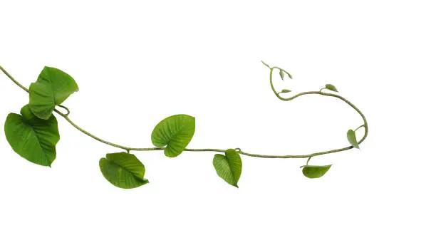 Heart-shaped jungle green leaves vine tropical liana plant isolated on white background, clipping path included.