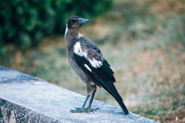 istock Australian magpie outdoors 907913210
