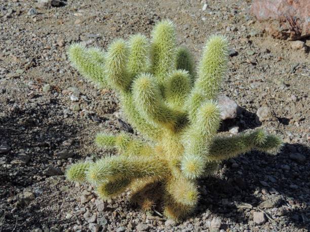 Cholla Jumping Cactus, Cylindropuntia fulgida, the jumping cholla, also known as the hanging chain cholla, is a cholla cactus native to Sonora and the Southwestern United States. stock photo
