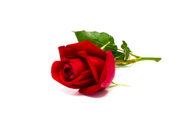 istock red rose flowers for valentine day 907915292
