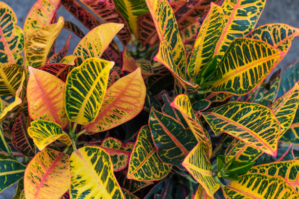 Croton (Codiaeum variegatum) plants with colorful leaves in tropical garden. stock photo