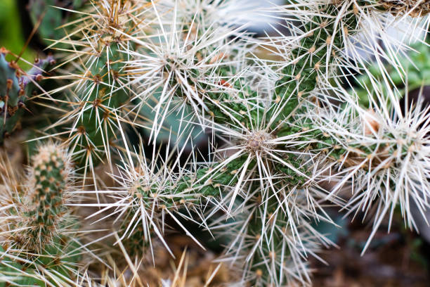 Close of a Cylindropuntia. Arrid cactus with long white spines and cracked green flesh. stock photo
