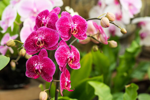Pink Phalaenopsis Orchid flower in a tropical garden. Floral background. stock photo