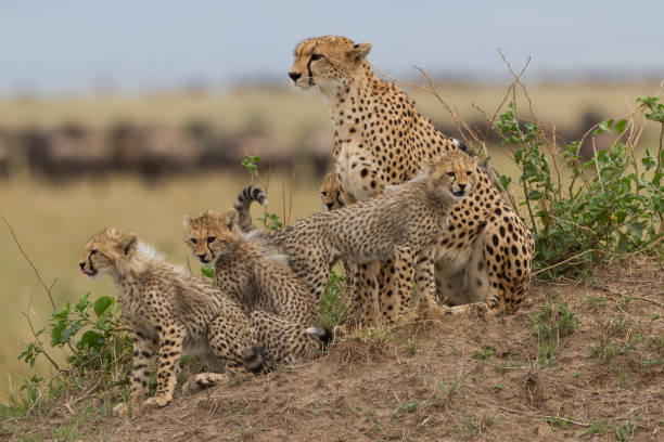istock Cheetahs in the Maasai Mara 907917040