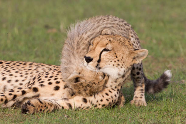 istock Cheetahs in the Maasai Mara 907917042