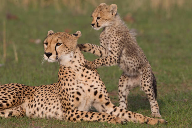 istock Cheetahs in the Maasai Mara 907917082
