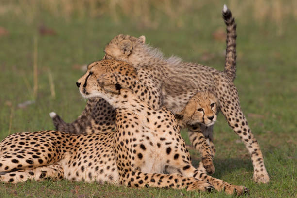 istock Cheetahs in the Maasai Mara 907917104