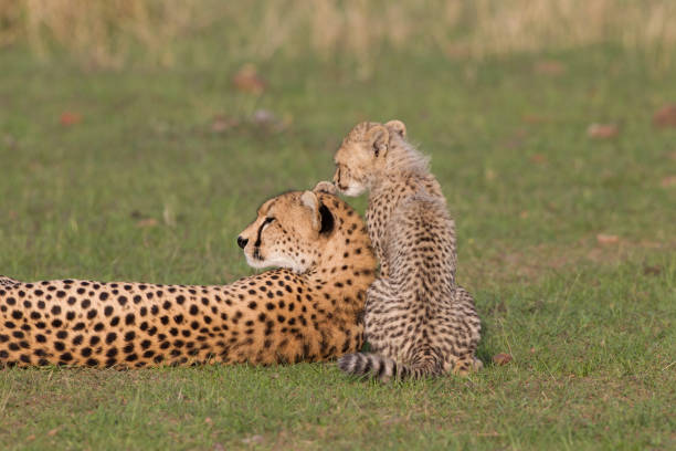 istock Cheetahs in the Maasai Mara 907917128