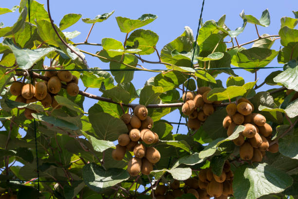 istock Fruits of mature ripe kiwi on branches 907917354