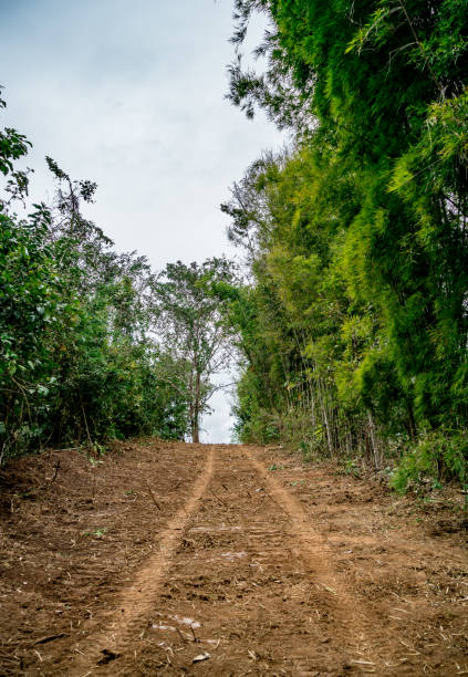 istock Dust road to the forest 907917606