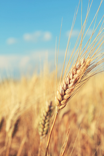 Wheat field Harvest