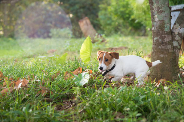 istock Little Jack Russell Terrier dog looking to camera 907919236