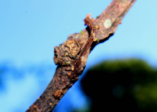 istock a leech (segmented worm - hirudinea) found in tree branch in Matale Sri Lanka 907919674