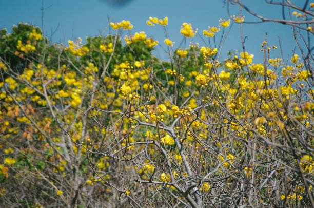 istock Yellow flower in the park 907921606