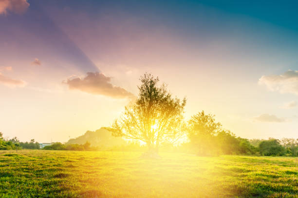 istock Panoramic view nature Landscape of a green field with rice 907922478