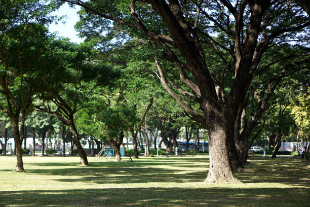 istock Big tree in the park, backgroud and nature concept 907922968