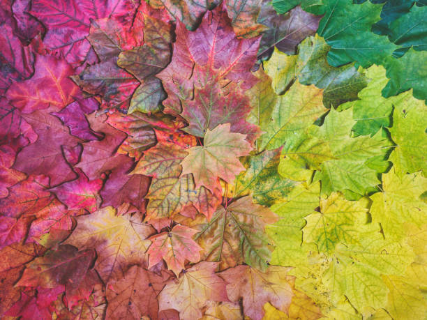 Creative Square Autumn Leaves on White Background