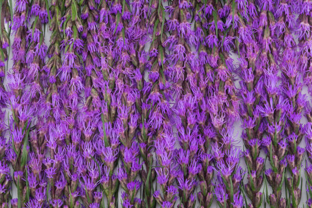 Colorful image with a closeup of rows of purple flowering dense blazing star or Liatris spicata plants cultivated at a specialized Dutch plant nursery. It is a sunny day in the summer season.
