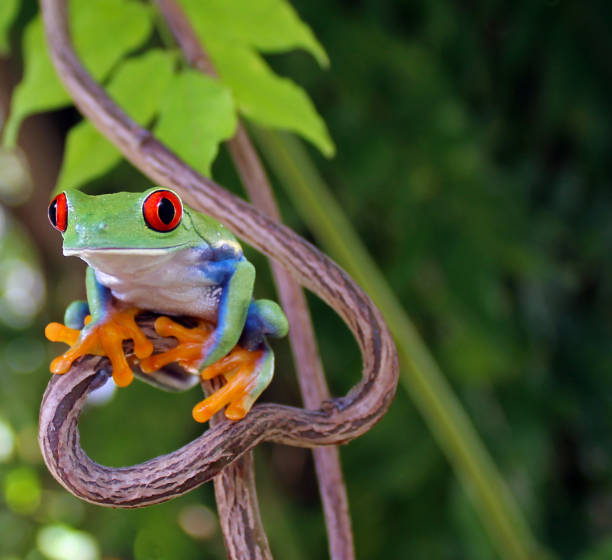 istock red eye tree frog up close sitting on heart shaped vine 907925212