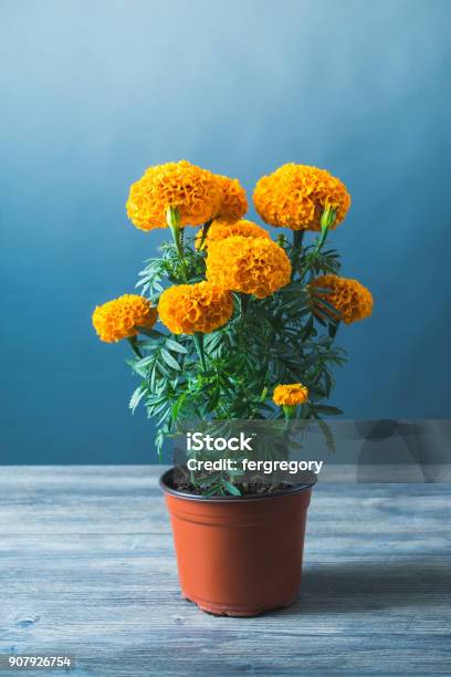 Cempasuchil Flower Used For Mexican Altars For Day Of The Dead Stock Photo  - Download Image Now - iStock