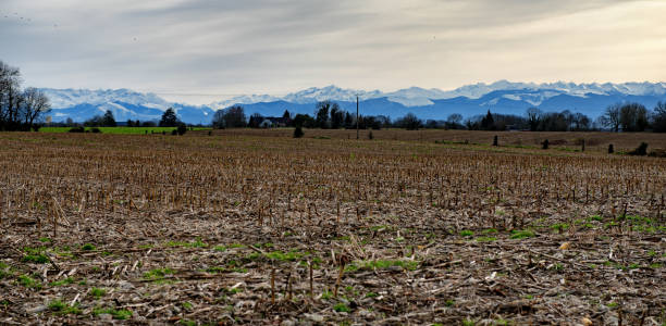 istock a natural corn field in winter, stubbles in row, mountains background 907929080