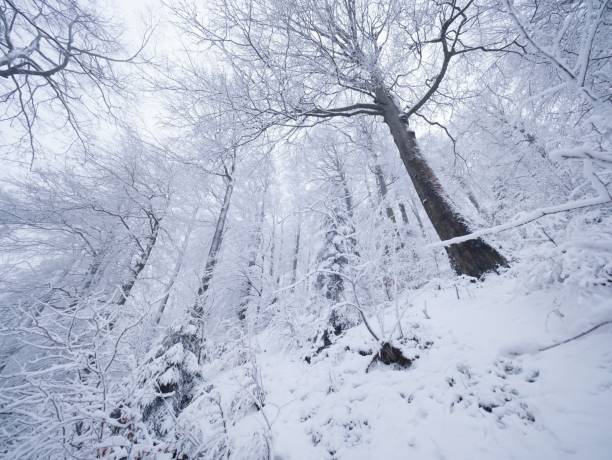 istock Winter forest while snowing. Snowy trees in dark and misty  winter park. Evening walking 907930118