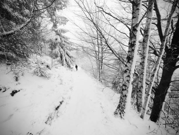 istock Winter forest while snowing. Snowy trees in dark and misty  winter park. Evening walking 907930214