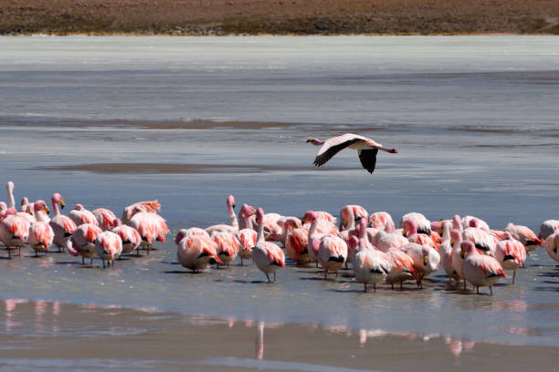 istock Flamingo on the lake 907936684