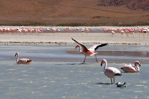 Flamingo on the lake, wildlife of Altiplano, Bolivia, South America