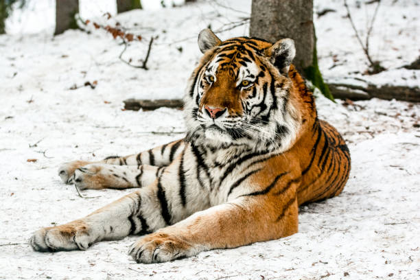 Siberian tiger resting at snow