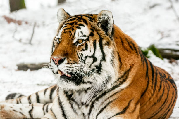 Siberian tiger resting at snow Siberian tiger in the winter. The tiger is resting lying down on the snow and staring into the distance. White snow highlights the orange color of its fur. Characteristic patterns and textures of fur are clearly visible. tiger safari animals close up front view stock pictures, royalty-free photos & images