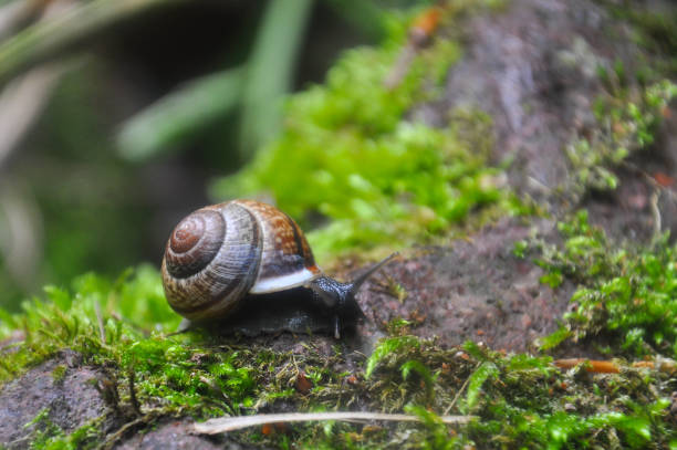 istock Curious black snail crawling on moss in dark forest 907937588