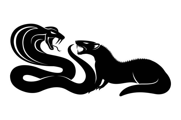 ilustraciones, imágenes clip art, dibujos animados e iconos de stock de mangosta negra y cobra. - mangosta