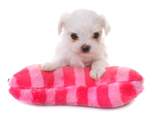 istock puppy maltese dog 907938326
