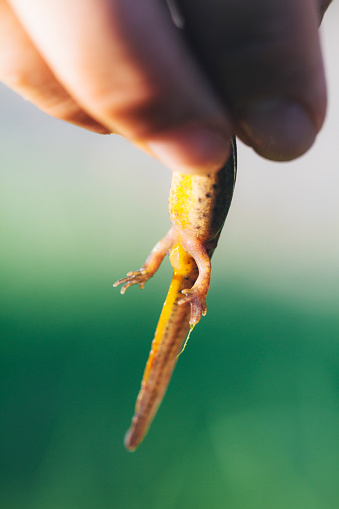 Holding a newt