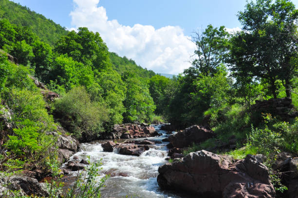 Clear mountain rocky river with clean water in the green forest on a summer day.