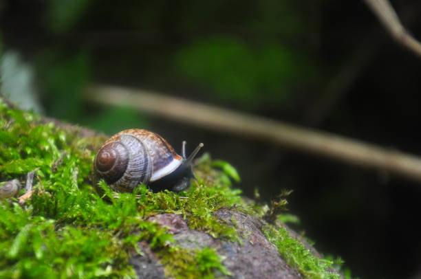 istock Curious black snail crawling on moss in dark forest 907939042