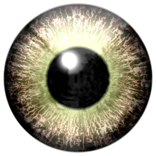 Iris様参考画像 Detail Of Eye With Grey Colored Iris And Black Pupil Stock Photo