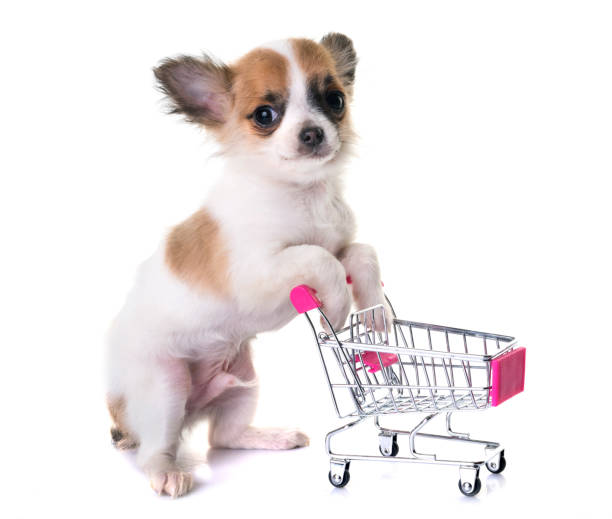 istock puppy chihuahua 907939686